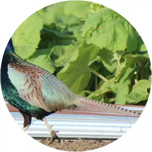Green pheasant