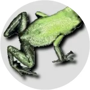 Green poison frog