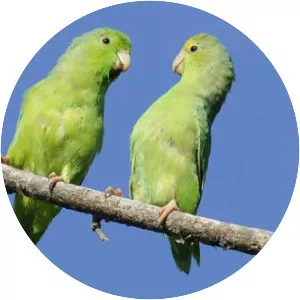 Green-rumped parrotlet