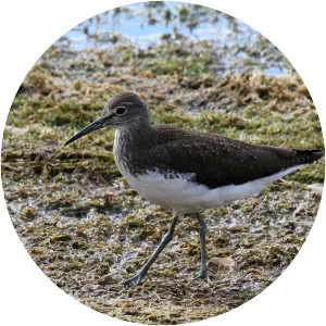 Green sandpiper