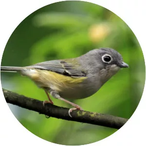 Green shrike-babbler - Bird