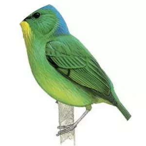 Green shrike-vireo - Bird