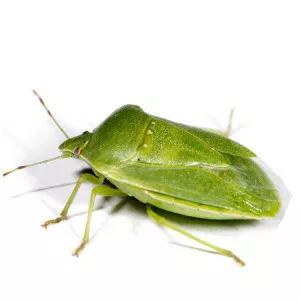 Green stink bug