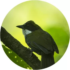 Green-striped brush finch