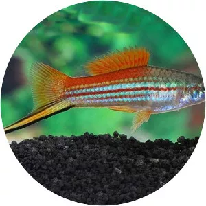 Green swordtail