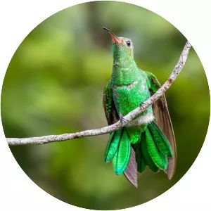 Green-tailed goldenthroat