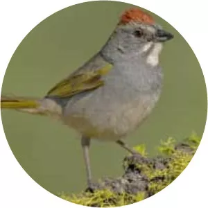 Green-tailed towhee - 
