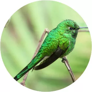 Green-tailed trainbearer - Bird