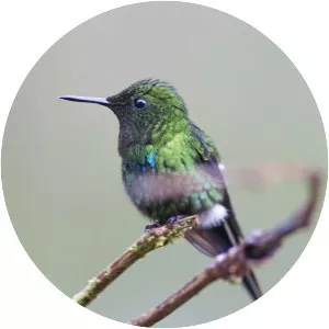 Green thorntail - Bird