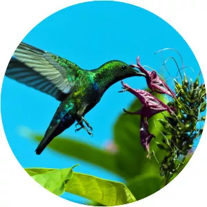 Green-throated carib - Bird