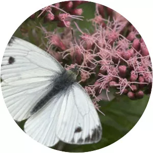 Green-veined white