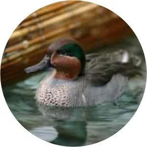 Green-winged teal - Birds