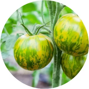 Green Zebra - Plants