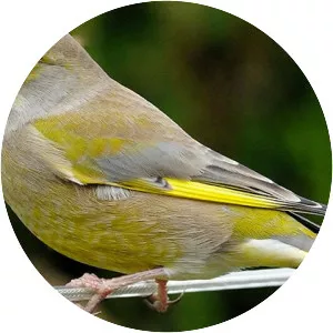 Greenfinches