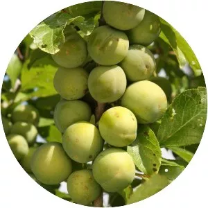 Greengage