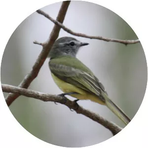 Greenish elaenia