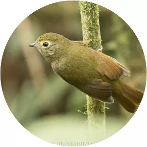 Greenish schiffornis