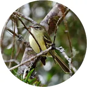 Greenish tyrannulet