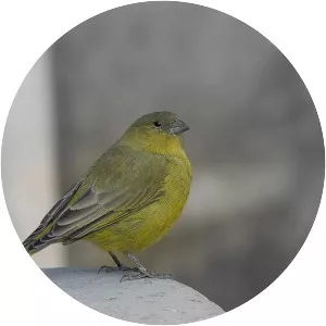 Greenish yellow finch - Bird