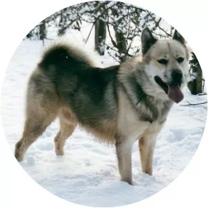 Greenland Dog