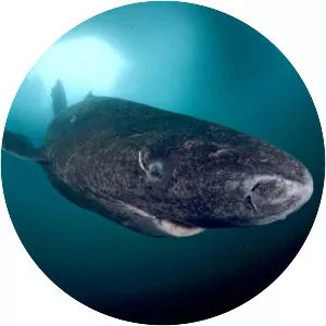 Greenland shark