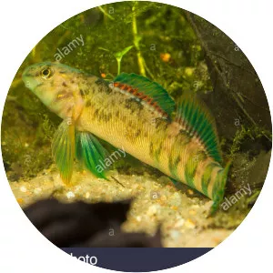 Greenside darter