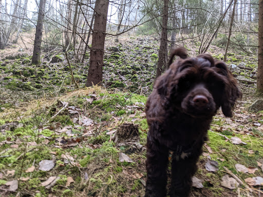 Grefsenkollveien hundepark
