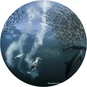 Greg Lecoeur - Author