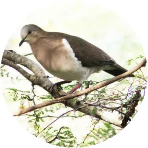 Grenada dove