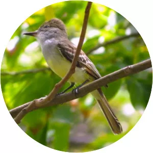 Grenada flycatcher