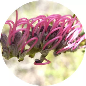 Grevillea acanthifolia - 