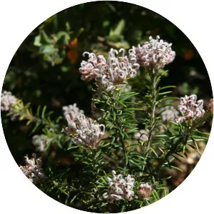 Grevillea acerata - 