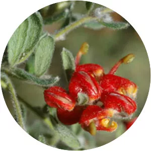 Grevillea alpina - 
