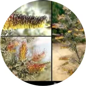 Grevillea armigera - 