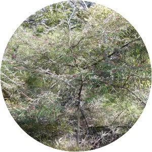 Grevillea aspleniifolia - 