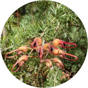 Grevillea batrachioides - 