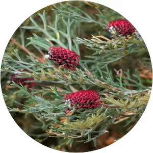 Grevillea beadleana - 