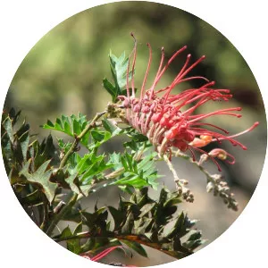 Grevillea bipinnatifida