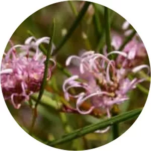 Grevillea bracteosa