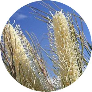 Grevillea candelabroides