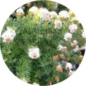 Grevillea crithmifolia