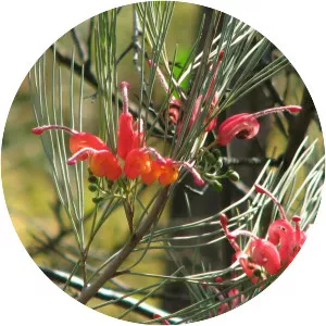 Grevillea erectiloba