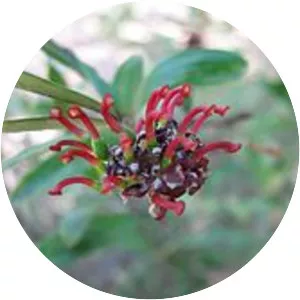 Grevillea evansiana