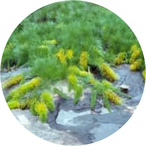 Grevillea formosa