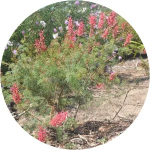 Grevillea georgeana