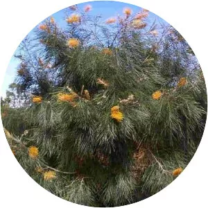 Grevillea 'Honey Gem'