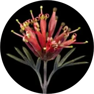Grevillea huegelii