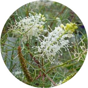 Grevillea intricata