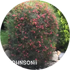 Grevillea johnsonii
