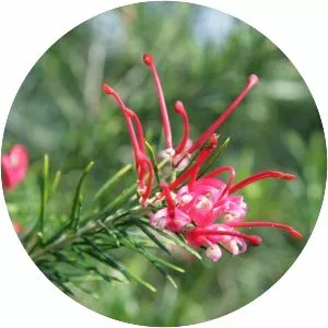 Grevillea juniperina
